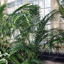Image of Cascade Palm