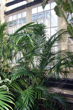 Image of Cascade Palm