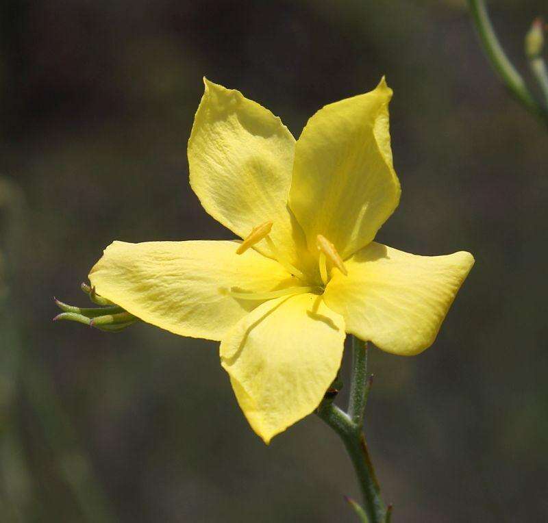 Image of Menodora juncea Harv.