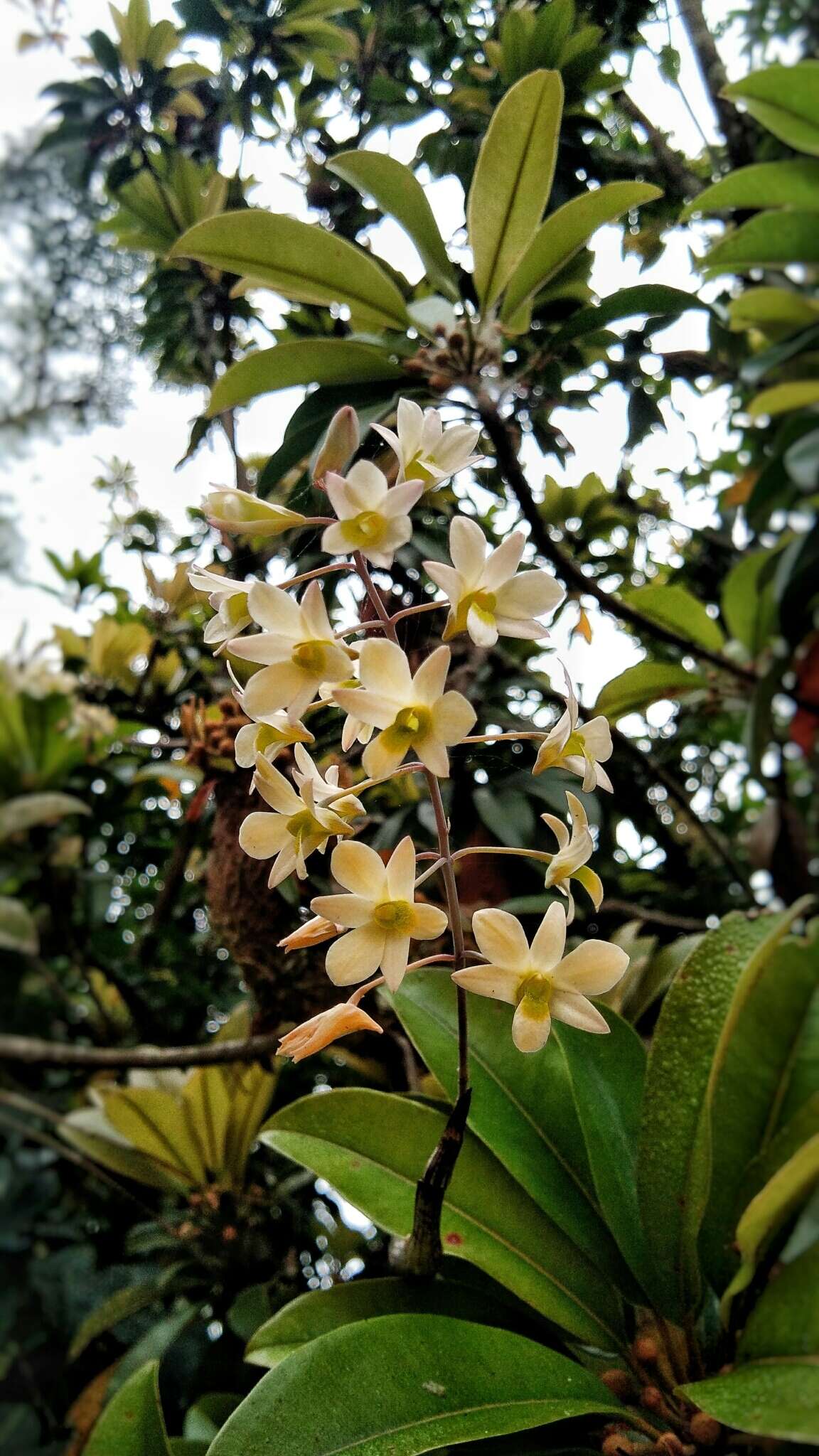 Слика од Dendrobium ovatum (L.) Kraenzl.