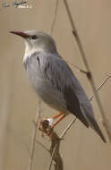 Image of Red-billed Starling