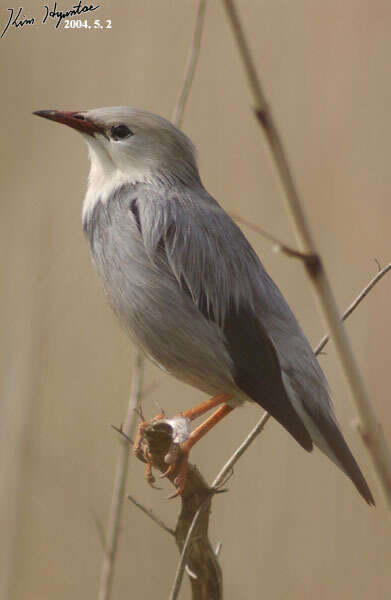 Image of Red-billed Starling