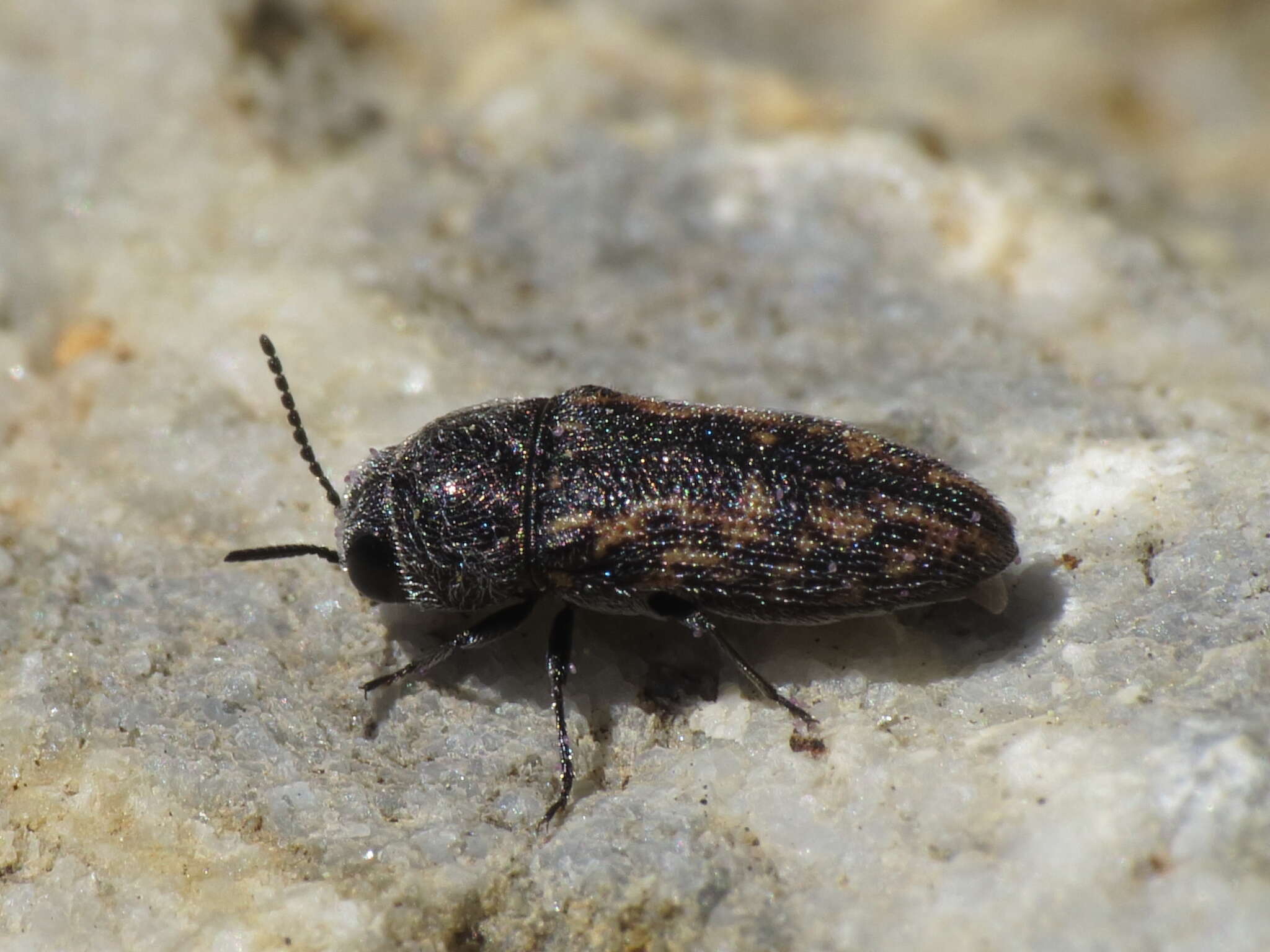 Image de Acmaeodera rubromaculata Lucas 1844