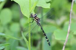 Image of Delta-spotted Spiketail