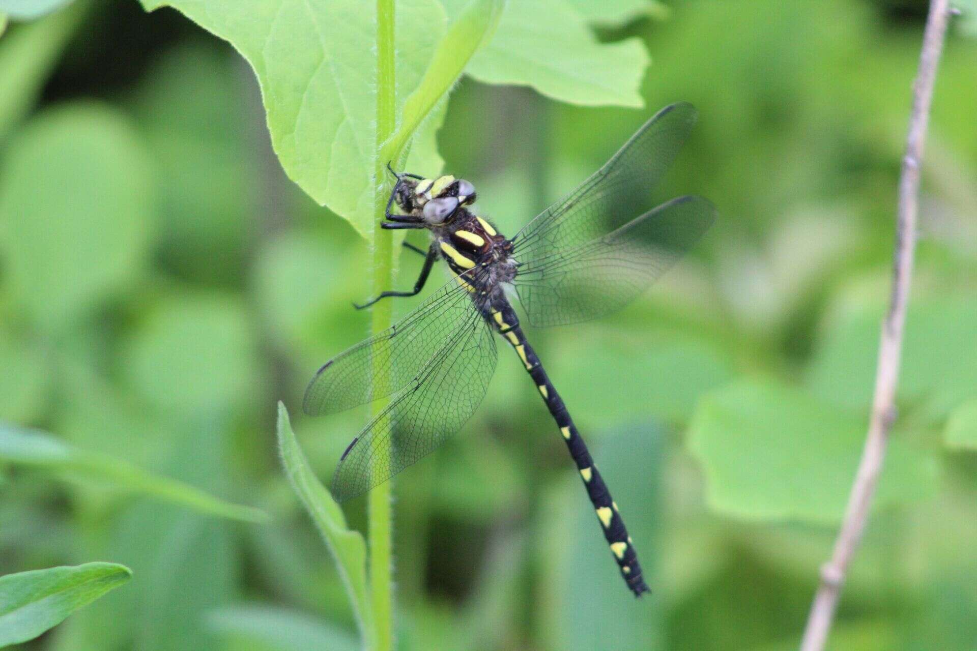 Image of Delta-spotted Spiketail