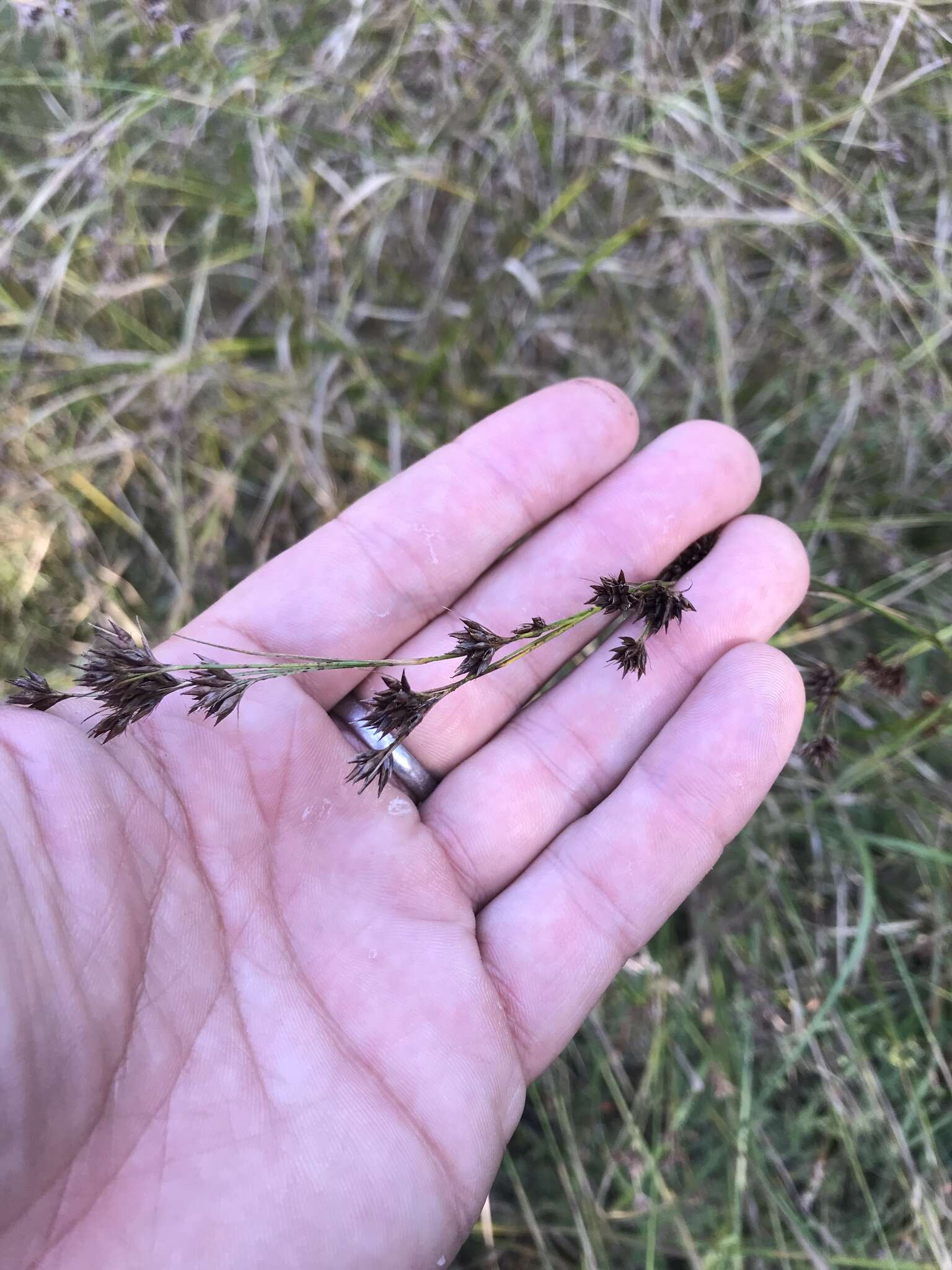 Image of Clustered Beak Sedge