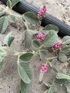 Image of Indigofera flavicans Baker