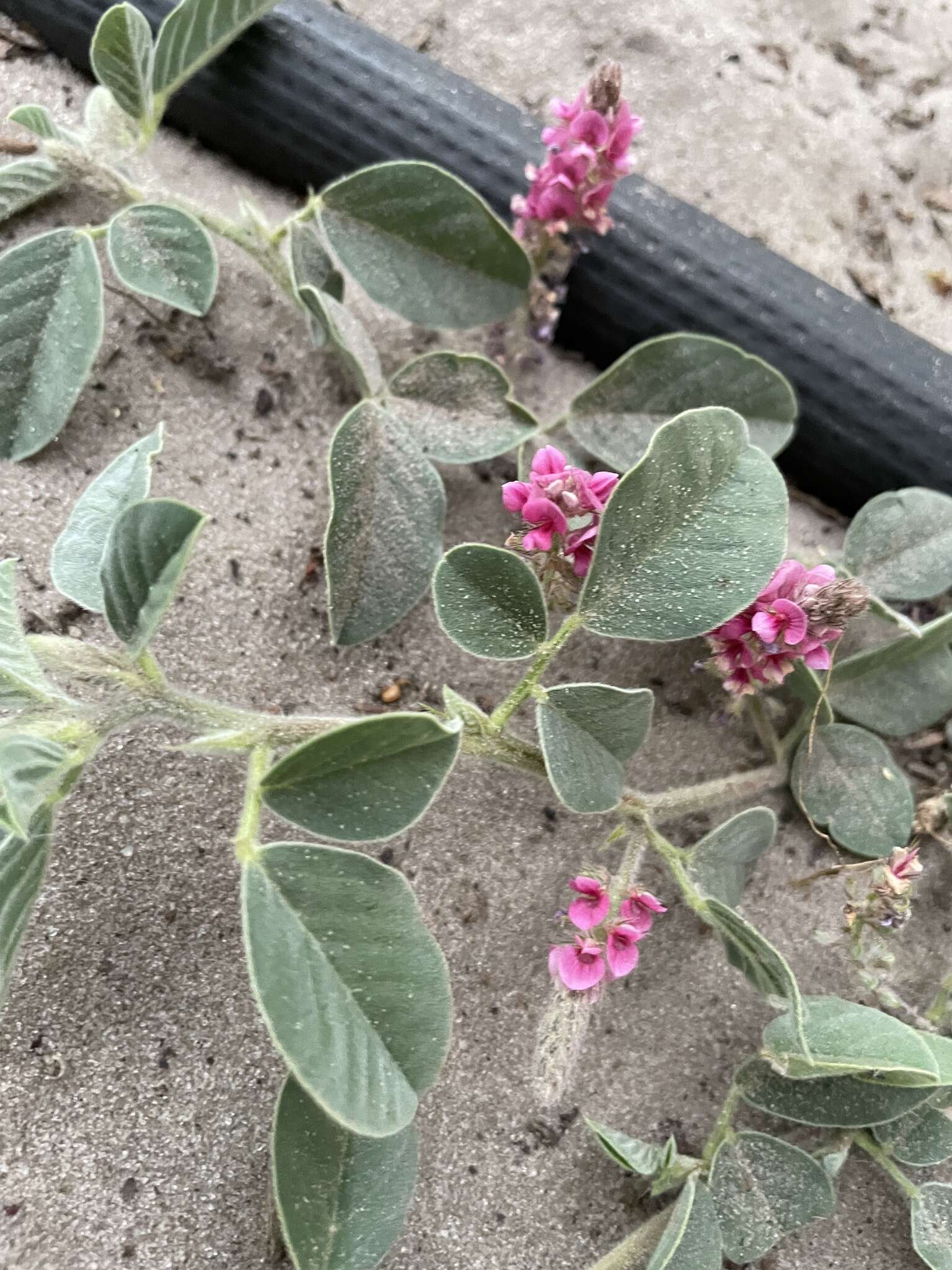 Imagem de Indigofera flavicans Baker