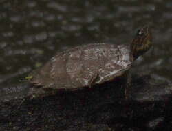 Image of Oldham’s Leaf Turtle