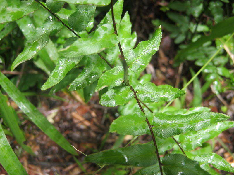 Image of Oeosporangium viride var. macrophylla (Kunze)