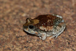 Image of Marbled Sand Frog