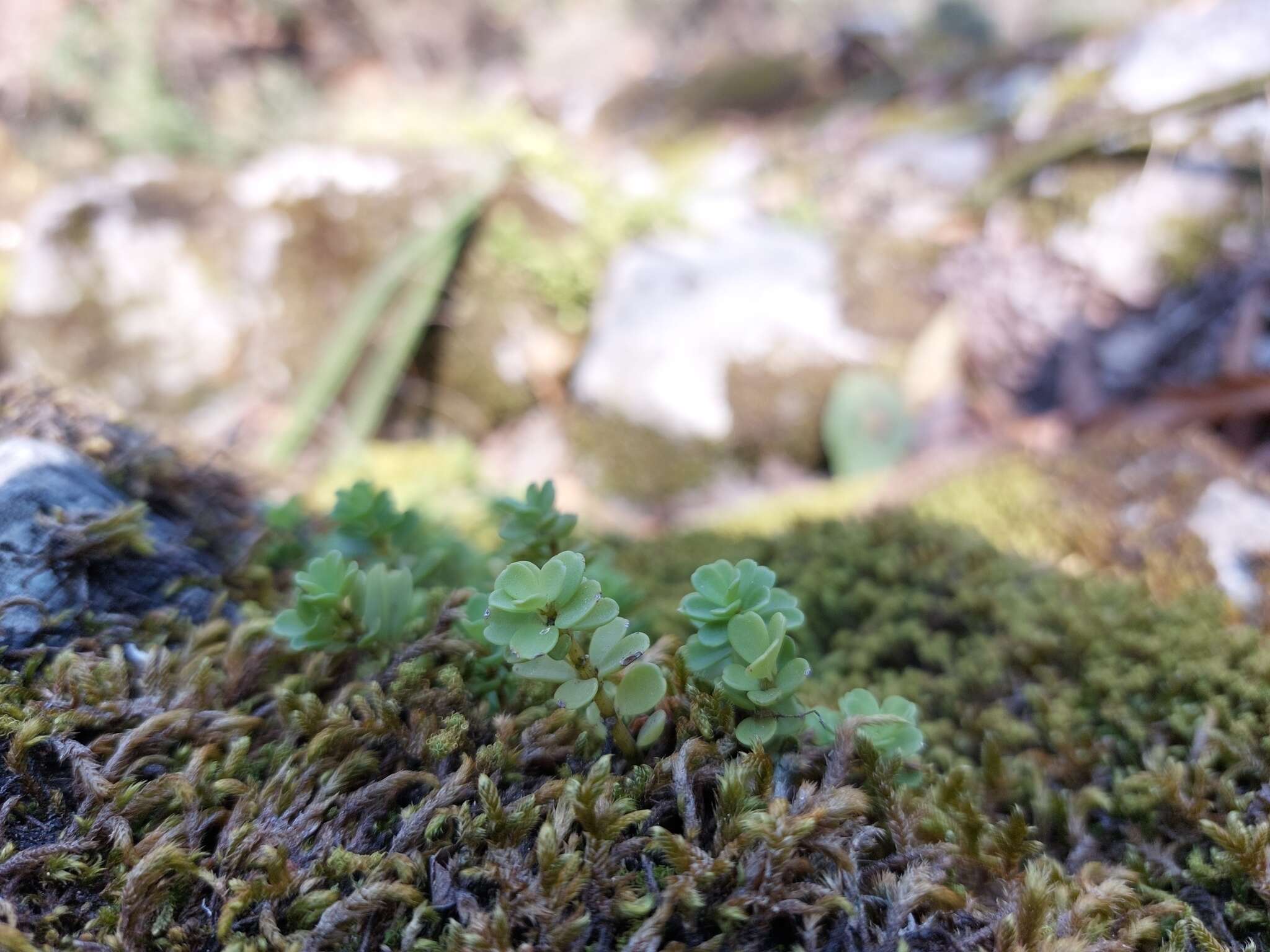 Image of Sedum rhodocarpum Rose