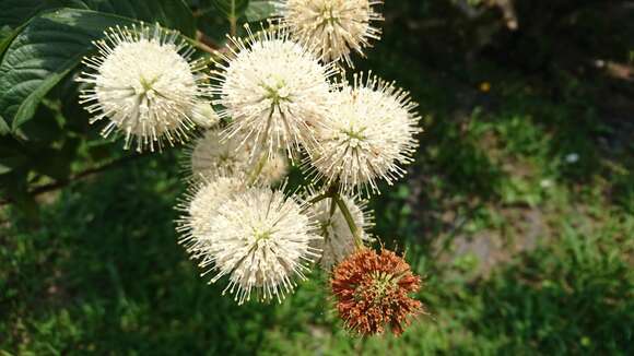 Image of Cephalanthus tetrandra (Roxb.) Ridsdale & Bakh. fil.