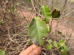 Image of Marsdenia edulis S. Wats.