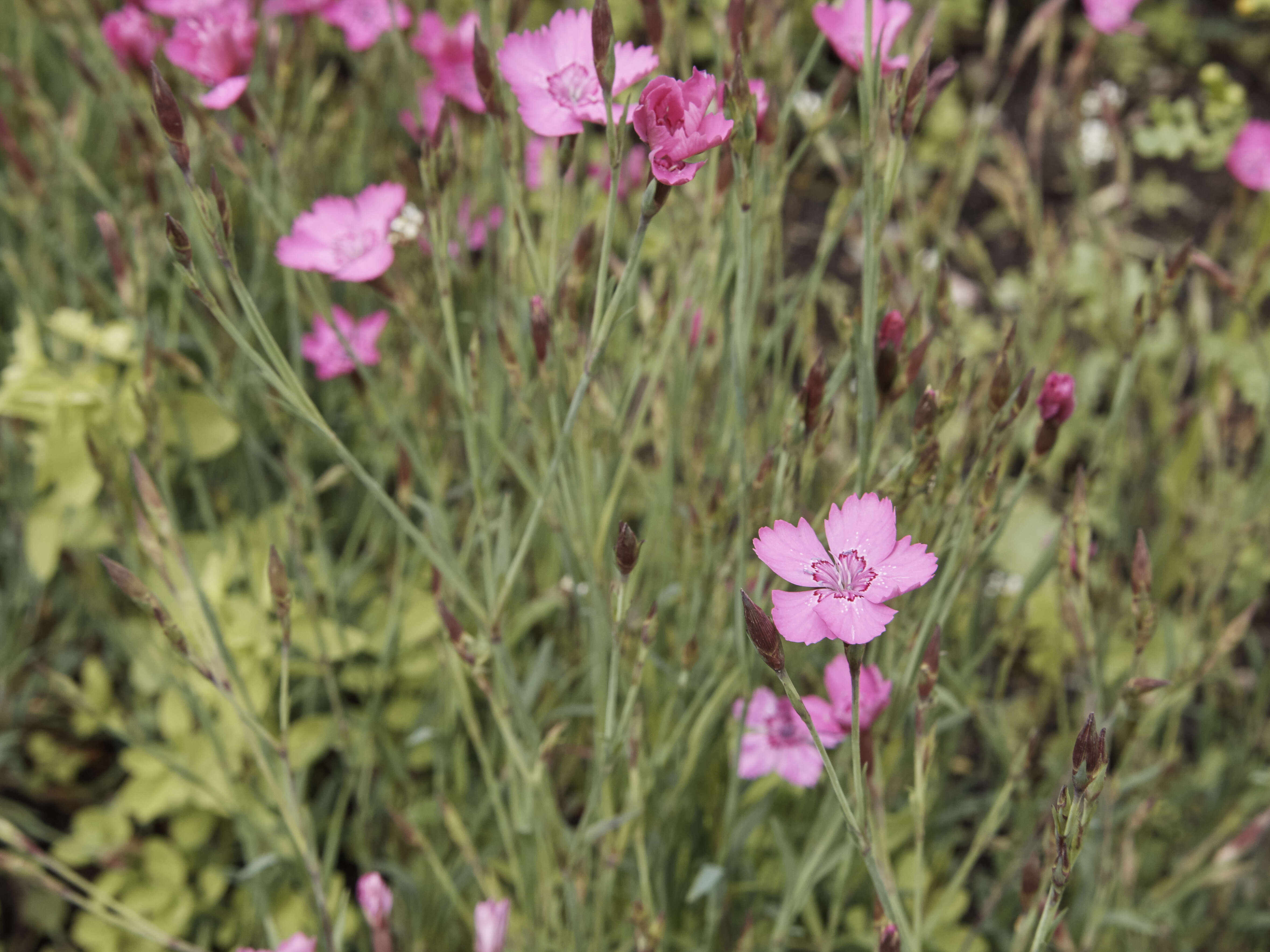 Слика од Dianthus deltoides L.