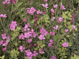 Слика од Dianthus deltoides L.