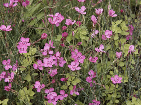 Слика од Dianthus deltoides L.