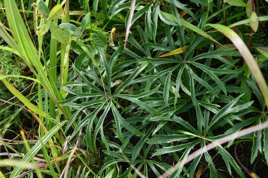 Plancia ëd Syneilesis aconitifolia (Bunge) Maxim.