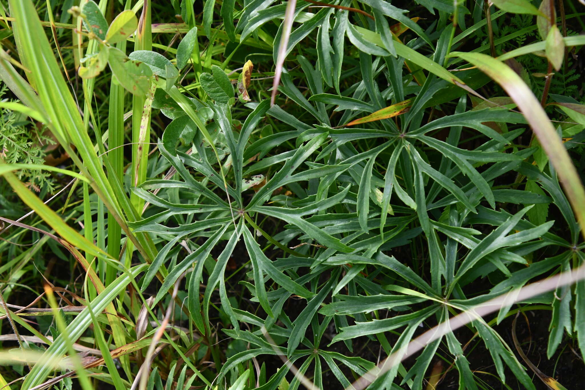 Syneilesis aconitifolia (Bunge) Maxim. resmi