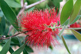 صورة Callistemon citrinus (Curtis) Skeels