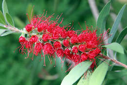 صورة Callistemon citrinus (Curtis) Skeels