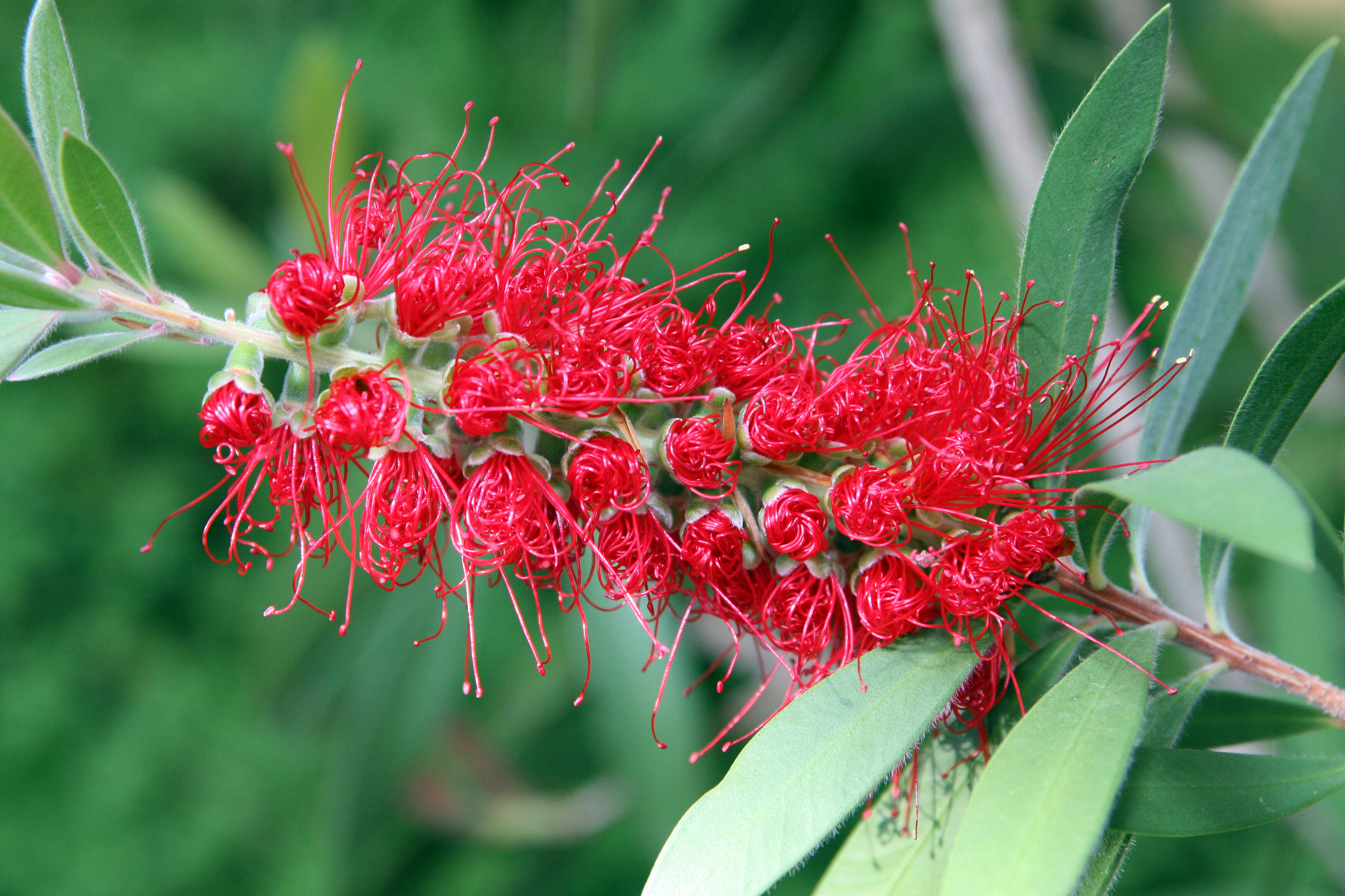 صورة Callistemon citrinus (Curtis) Skeels