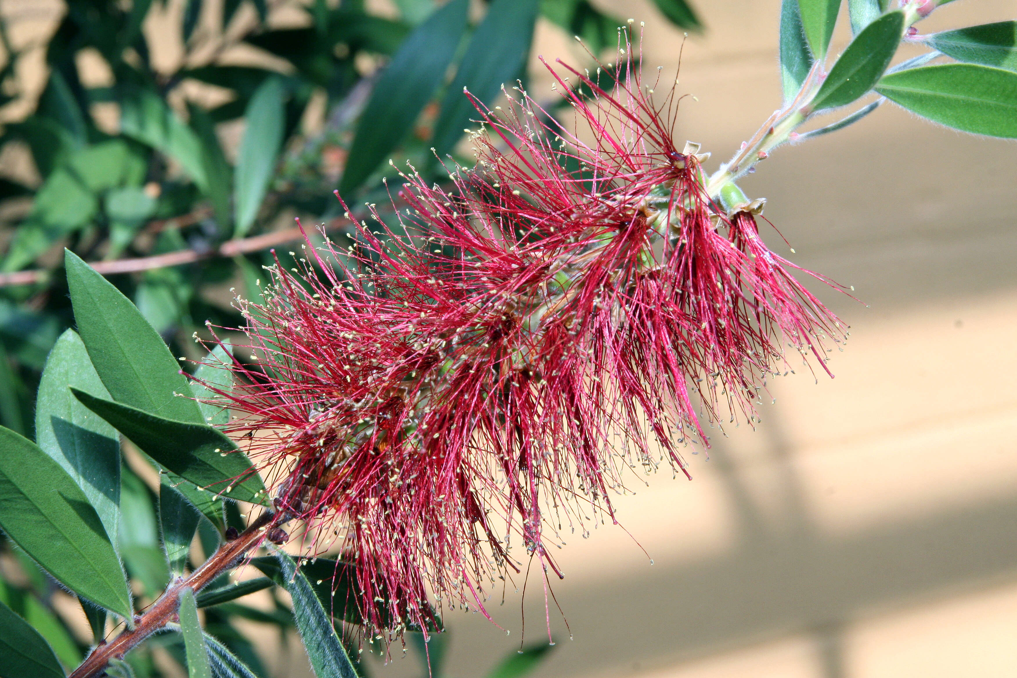 صورة Callistemon citrinus (Curtis) Skeels