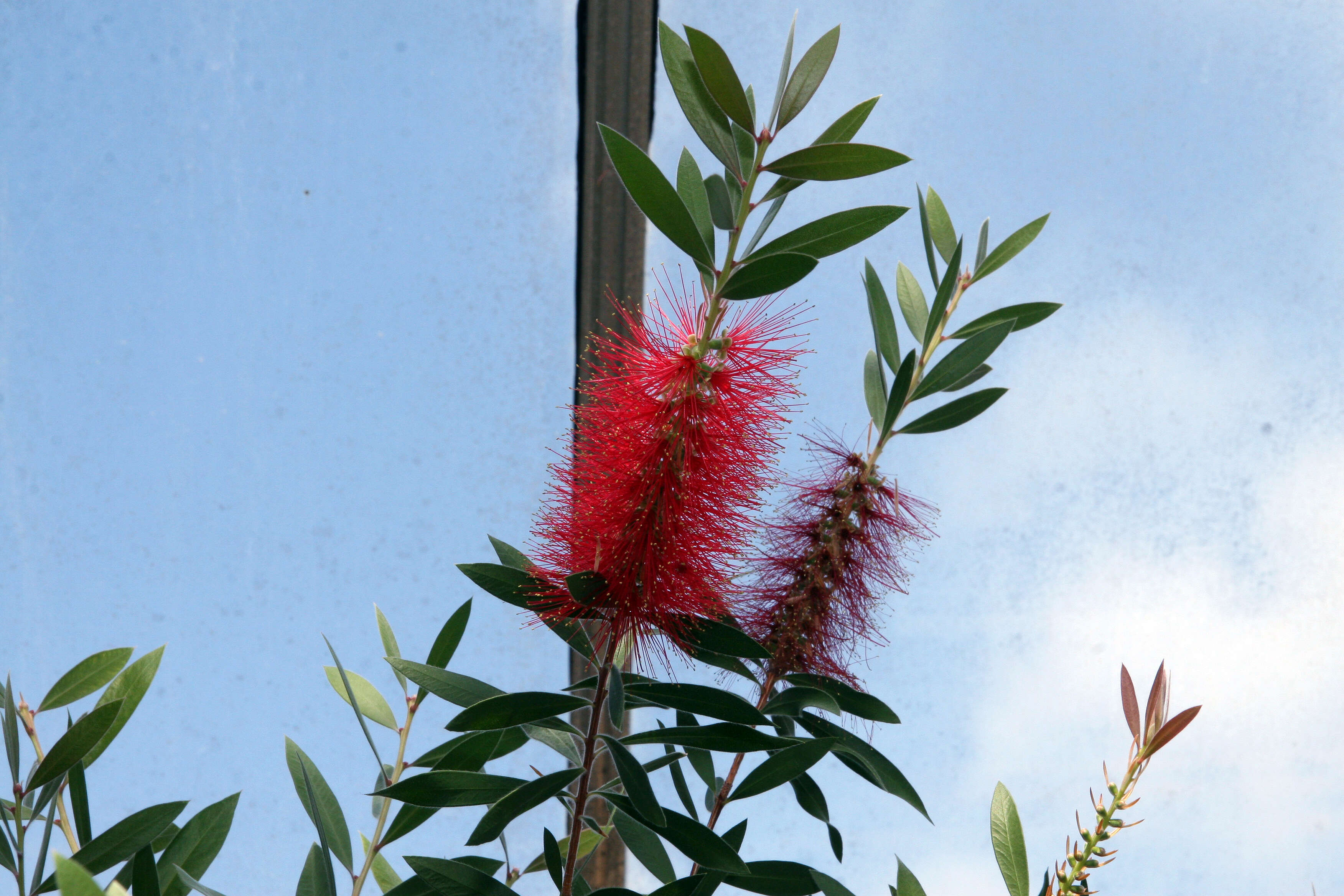 صورة Callistemon citrinus (Curtis) Skeels