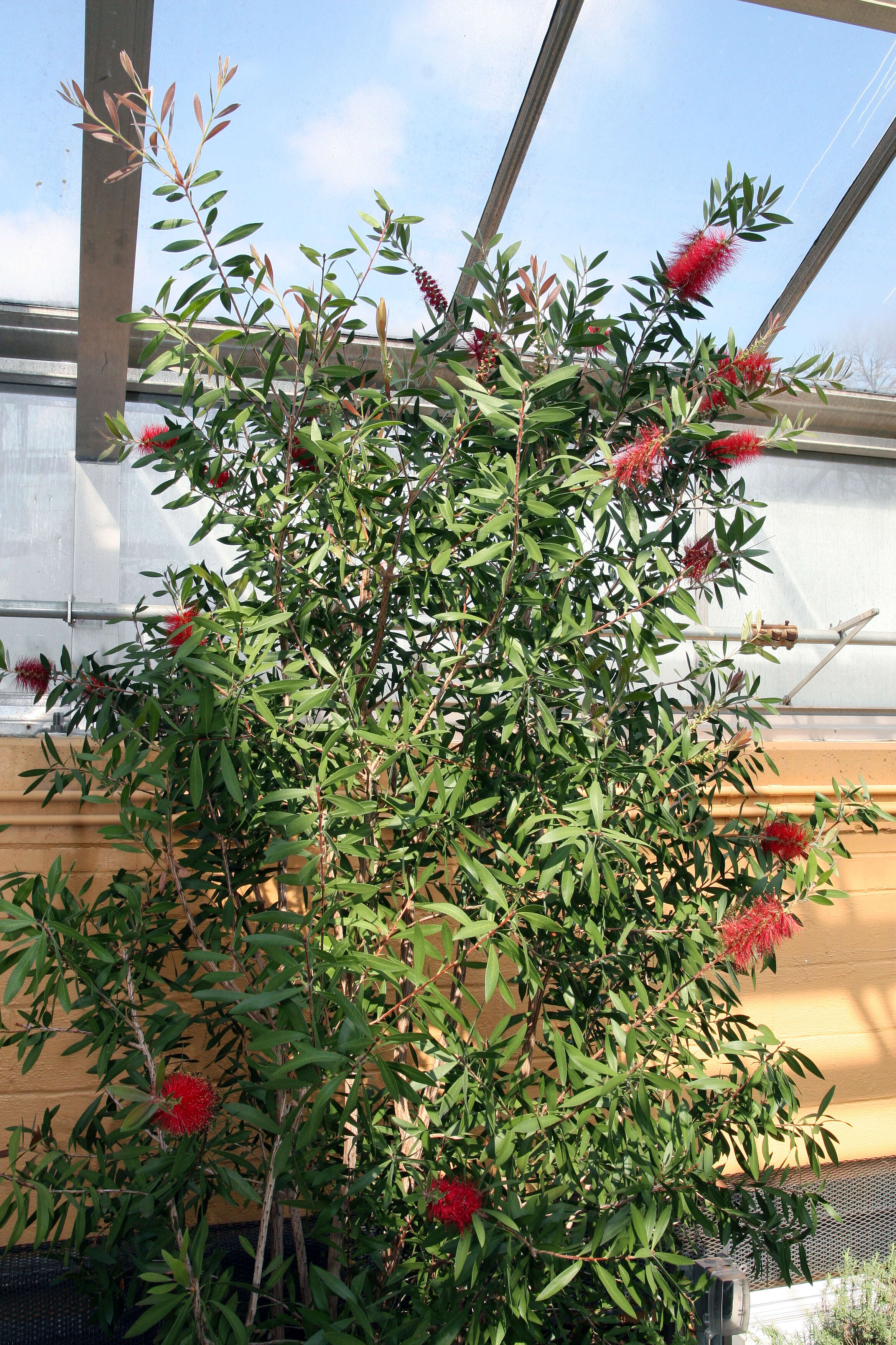 صورة Callistemon citrinus (Curtis) Skeels