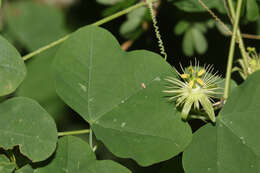 Image of slender passionflower