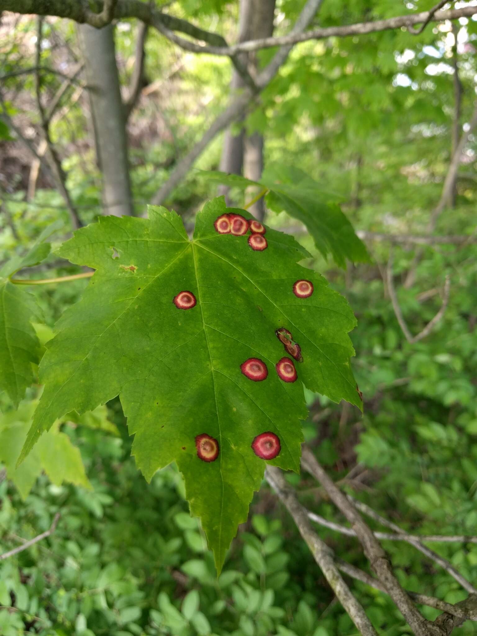 Image of Ocellate Gall Midge