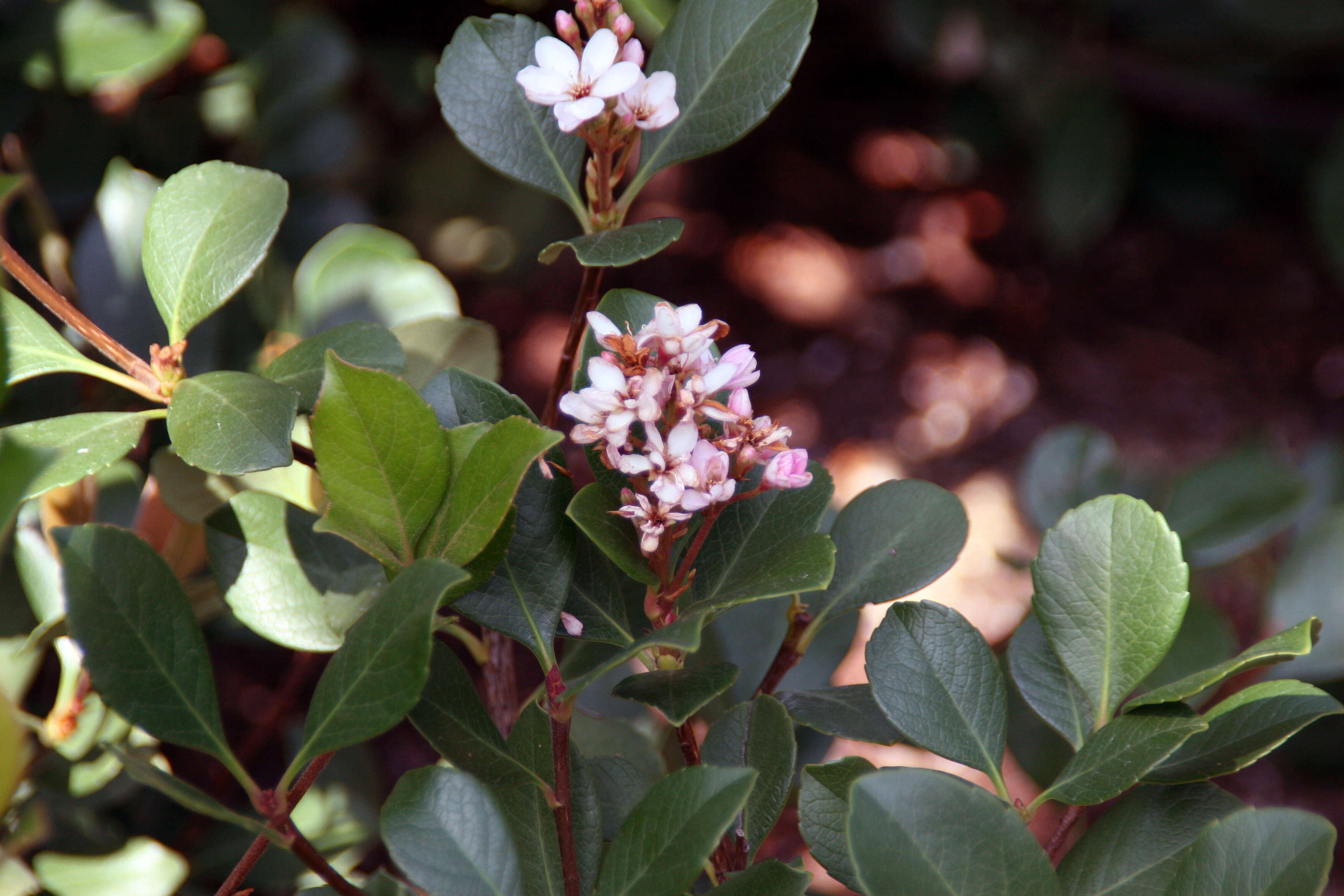 Image of hawthorn