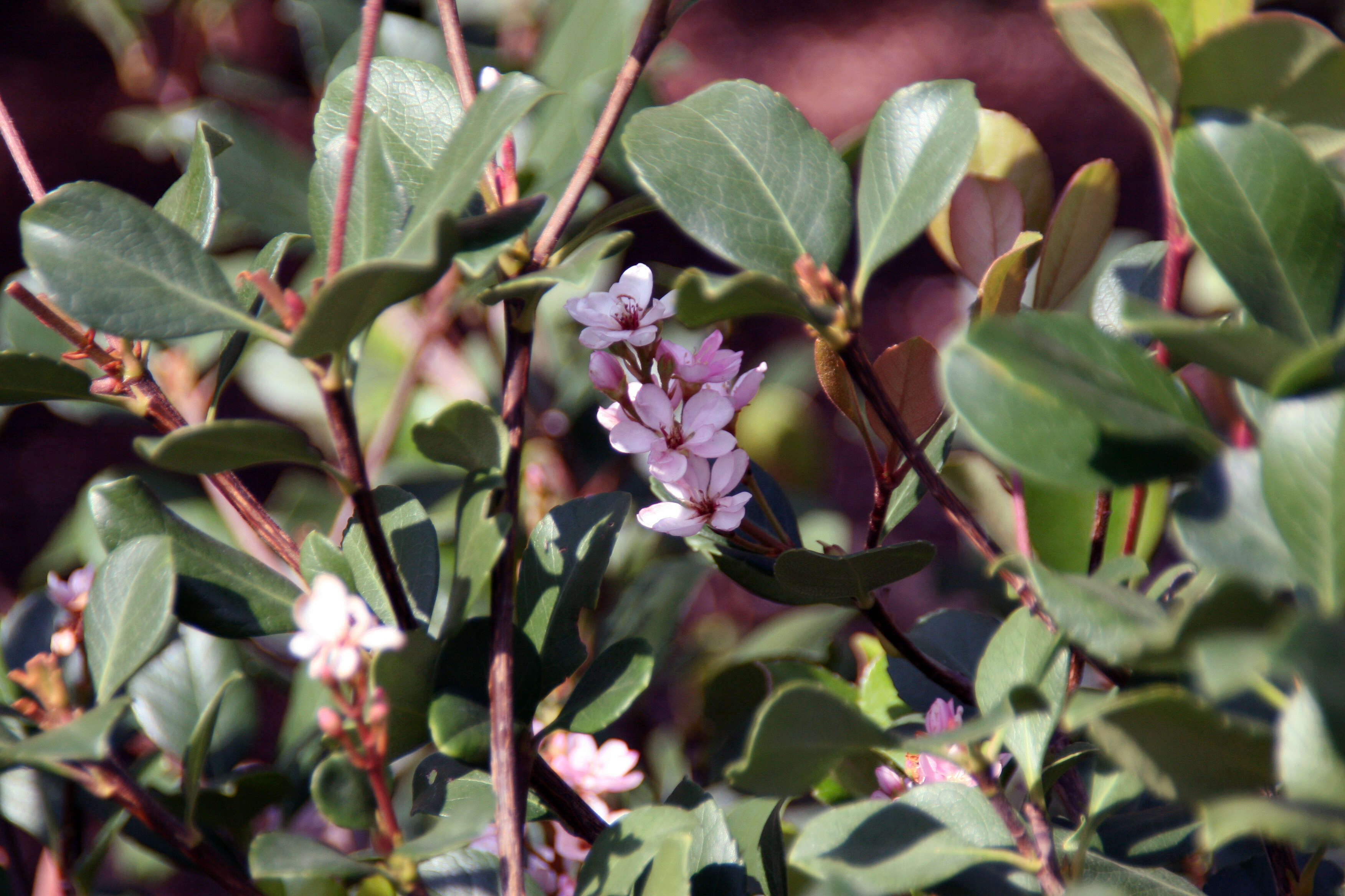 Image of hawthorn