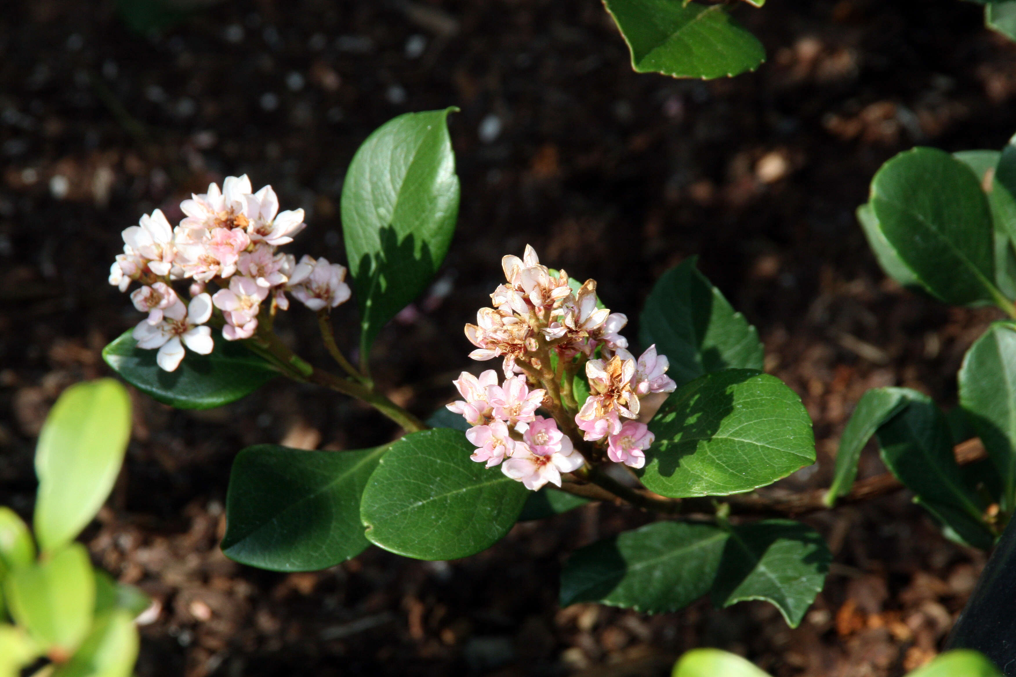 Image of hawthorn