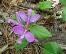 Image de Polygaloides paucifolia (Willd.) J. R. Abbott