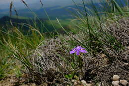 Image of Moraea alpina Goldblatt