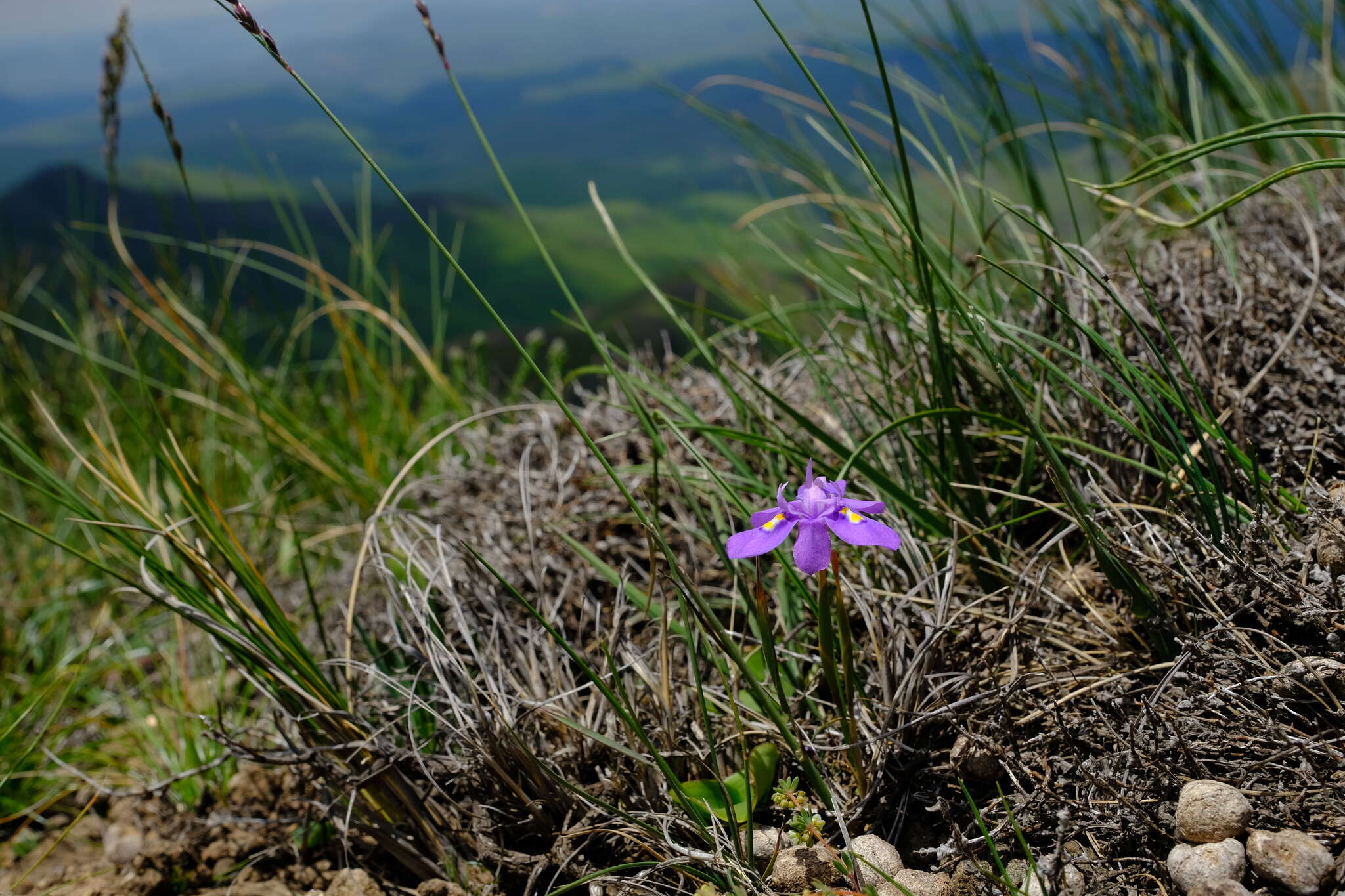 Image of Moraea alpina Goldblatt