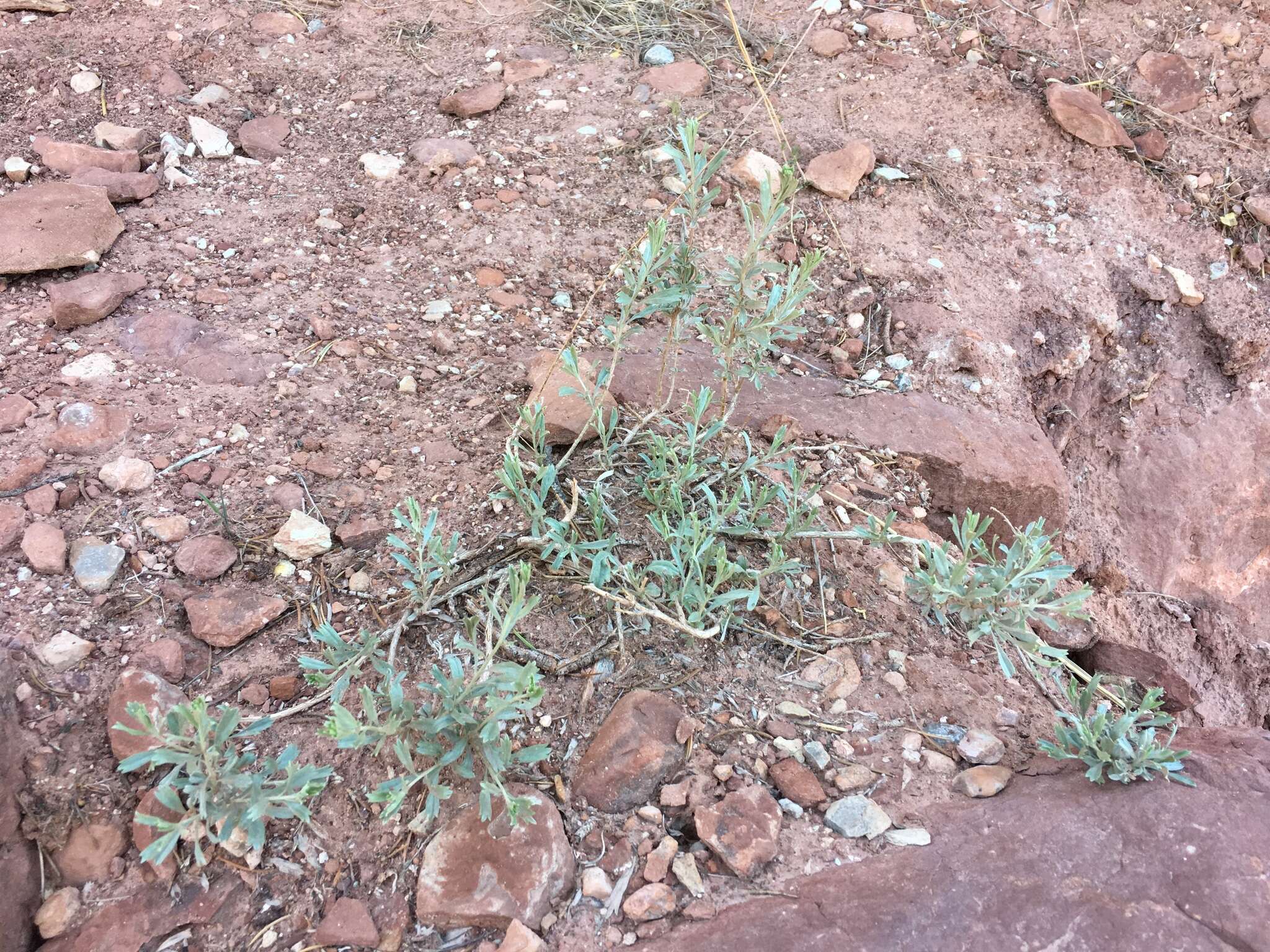 Artemisia bigelovii A. Gray resmi