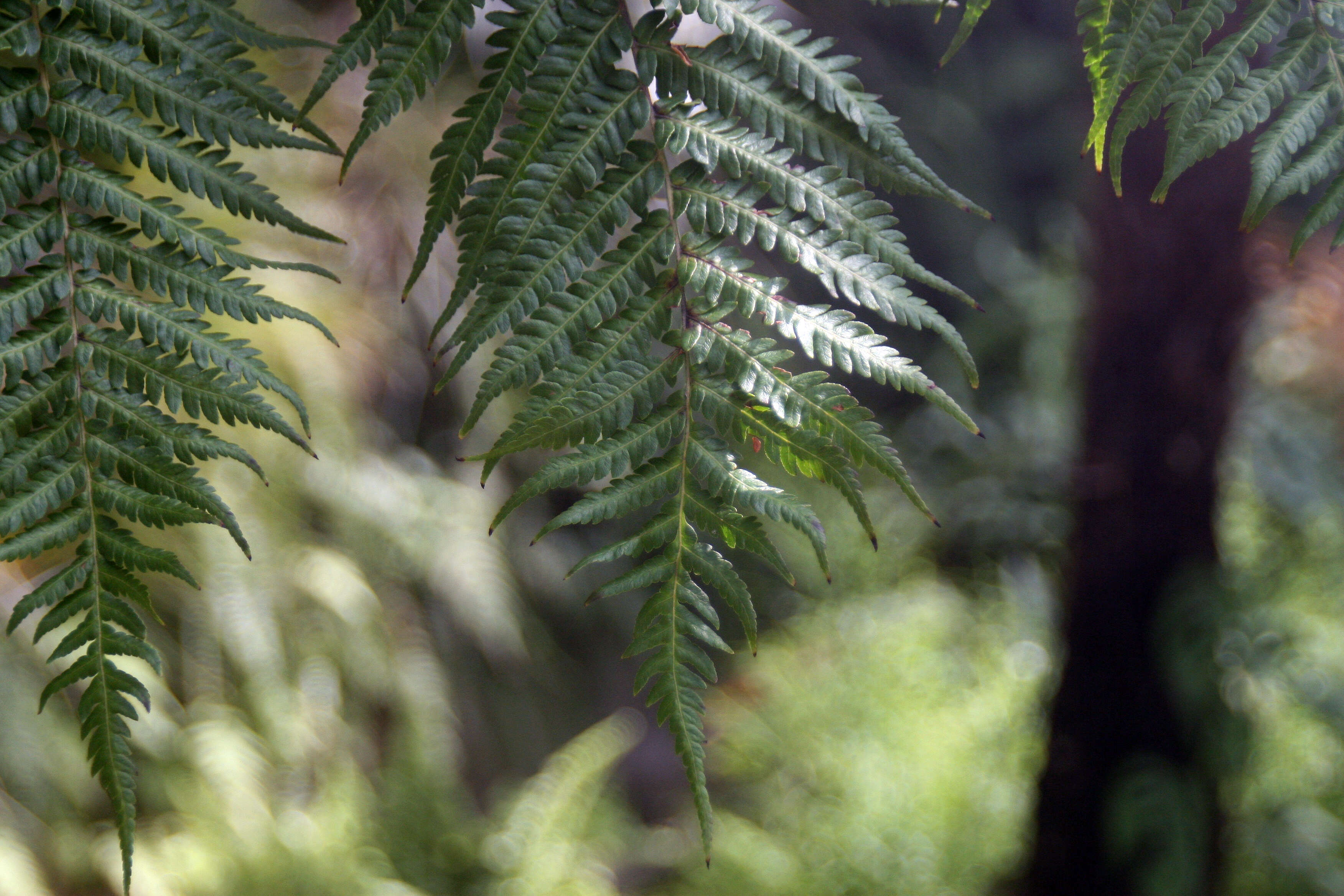 Image of Lacy Tree Fern