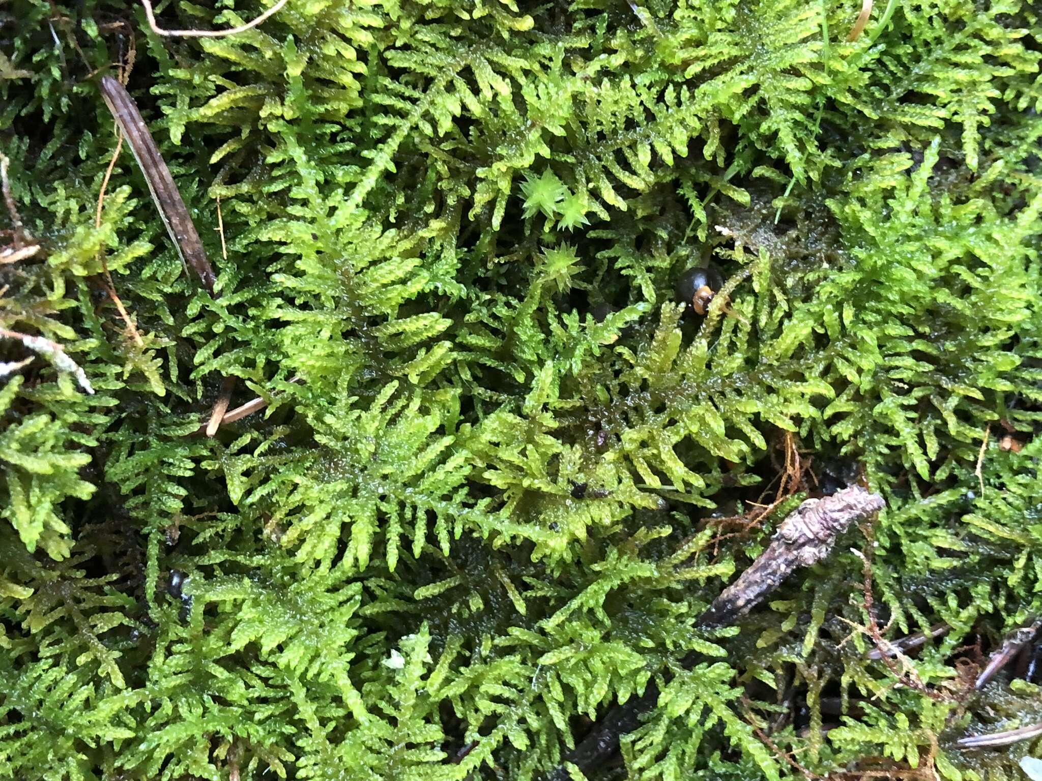 Image of palustriella moss