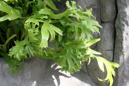 Image of climbing birdsnest fern