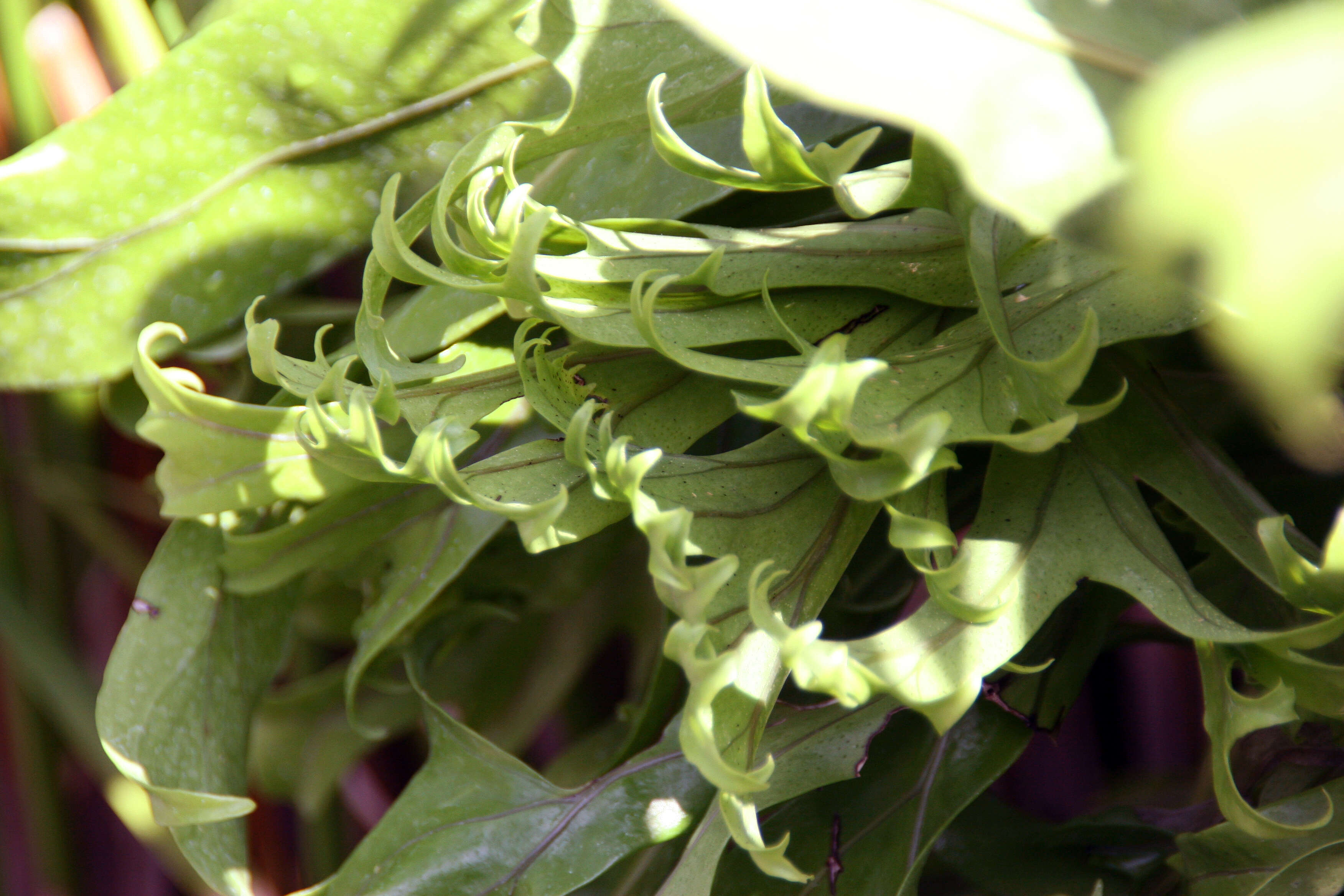 Image of climbing birdsnest fern