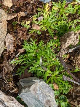 Image of Cotula alpina (Hook. fil.) Hook. fil.