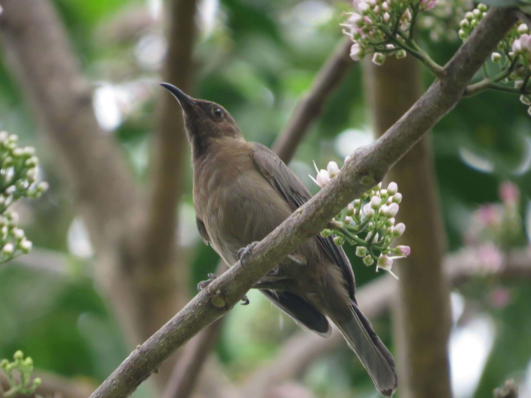 Image of Dusky Honeyeater