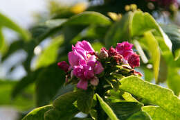 Image of Rose Cactus