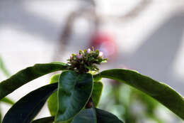 صورة Pereskia grandifolia Haw.