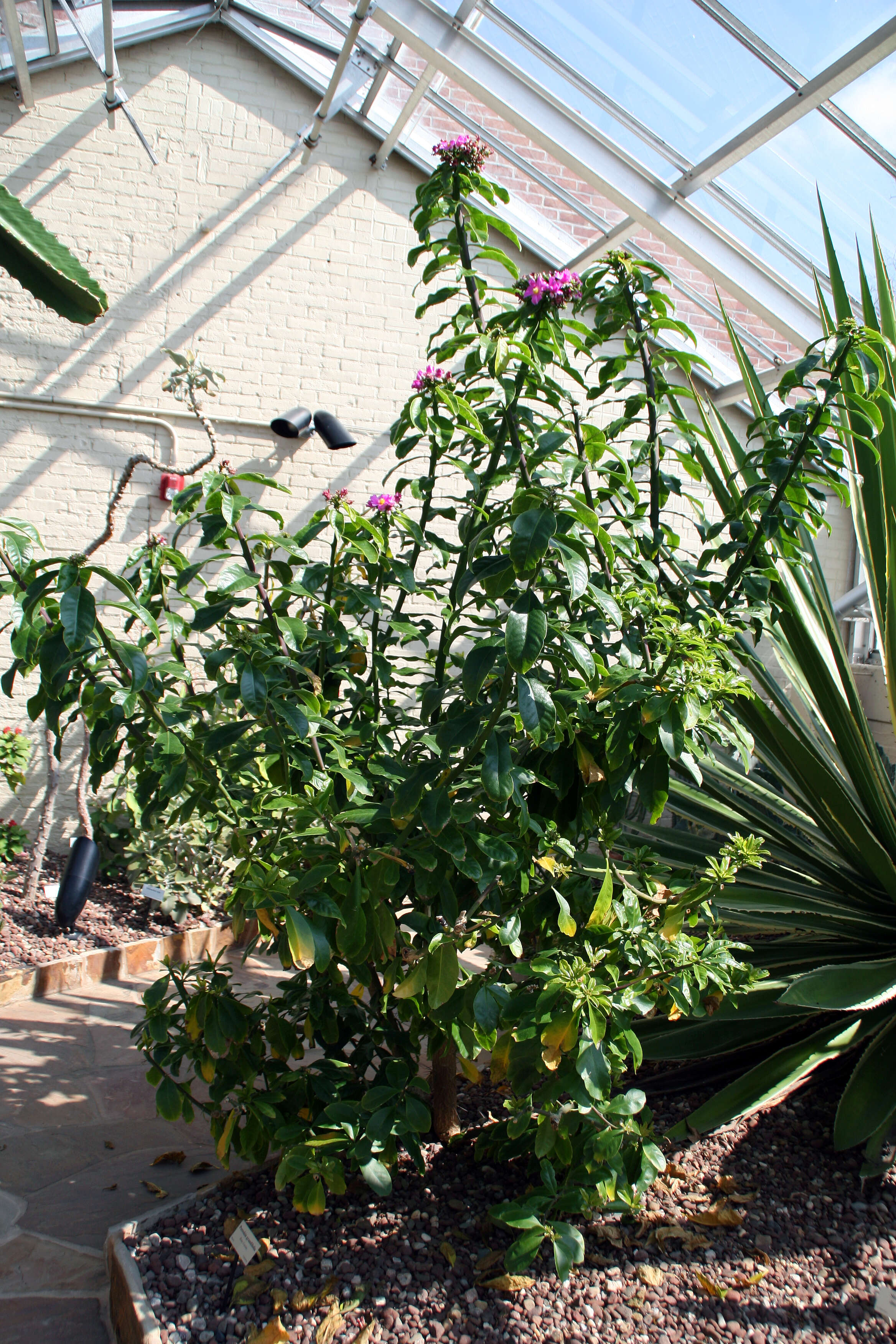 Image of Rose Cactus