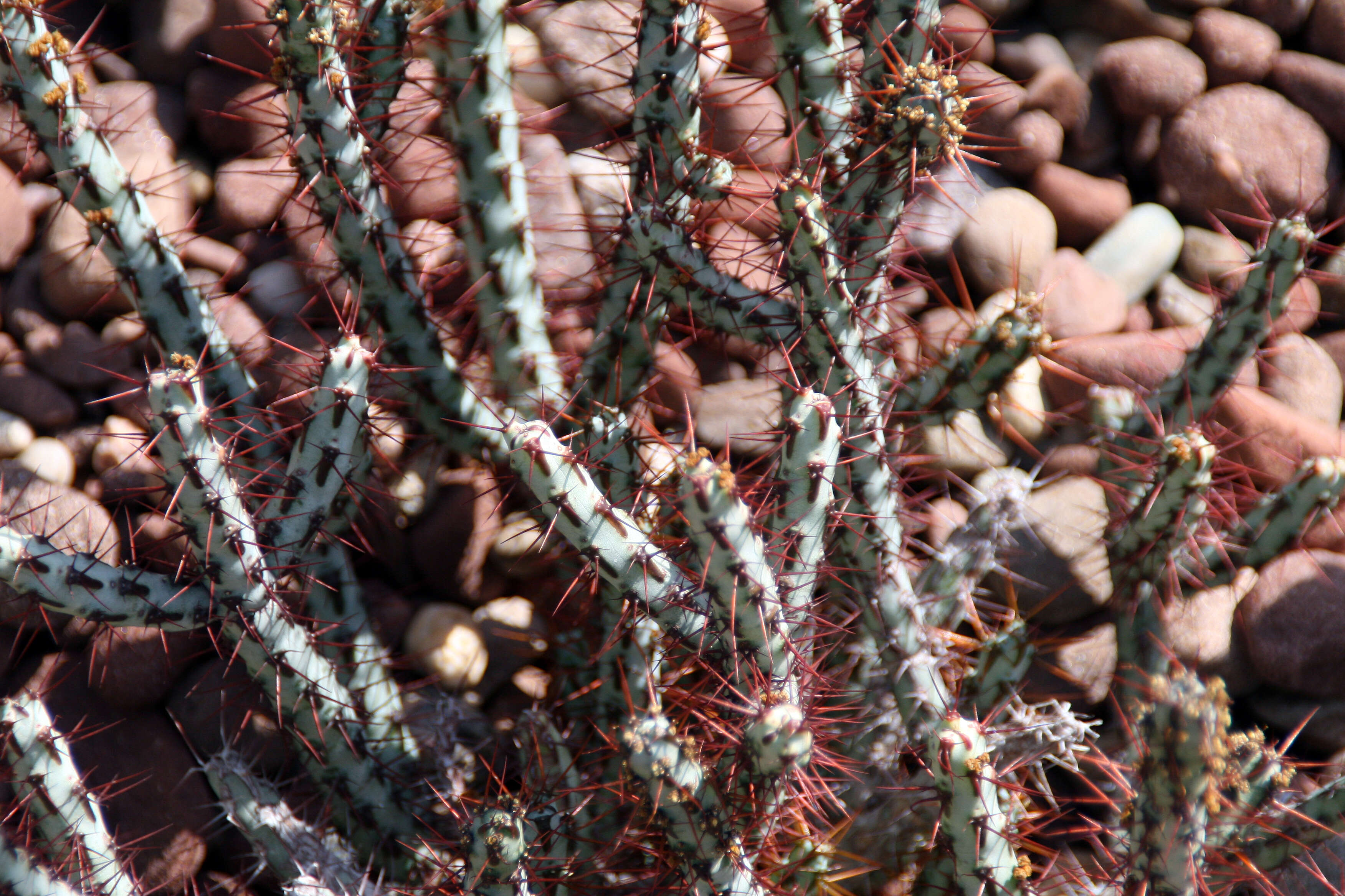 Imagem de Euphorbia aeruginosa Schweick.