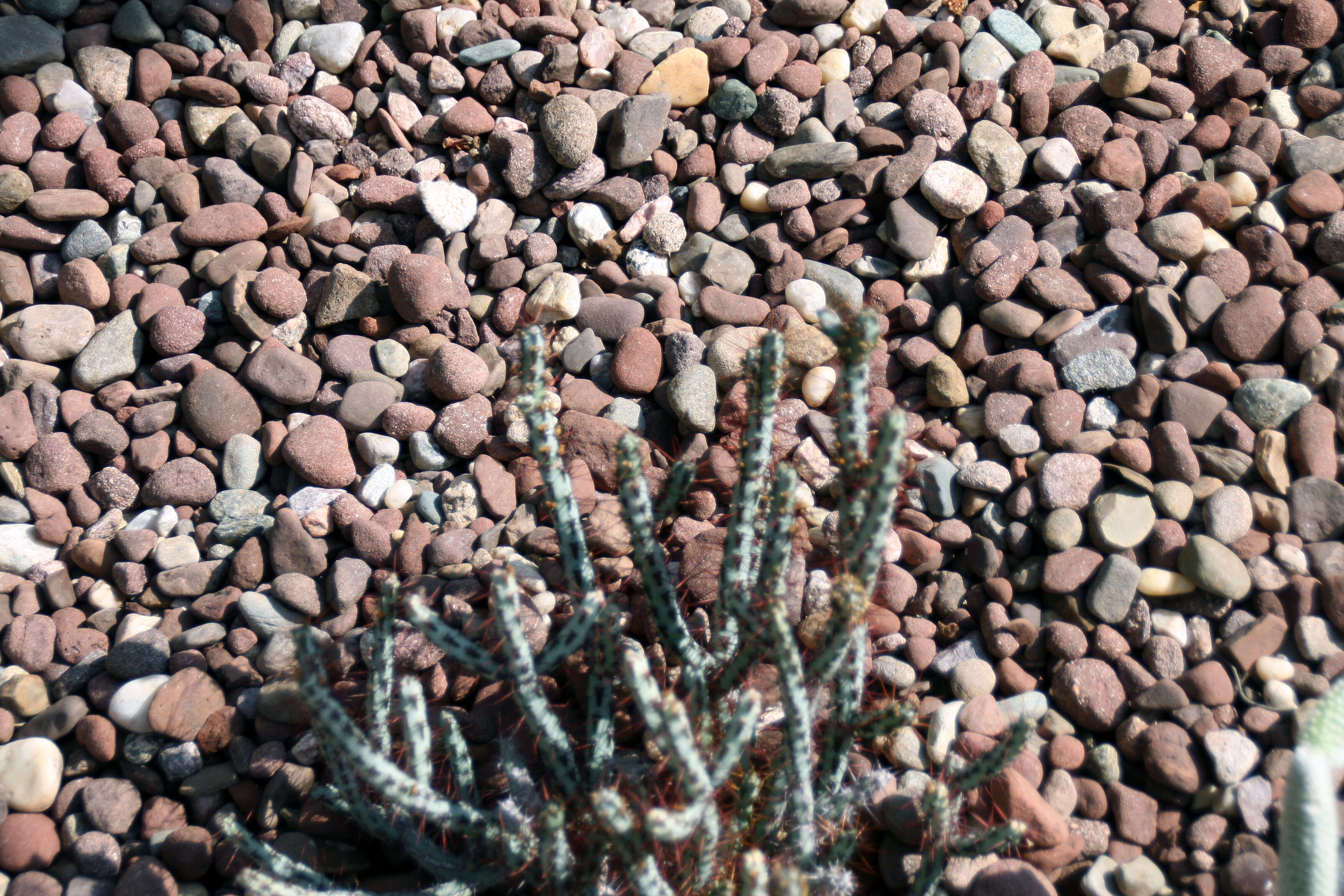 Imagem de Euphorbia aeruginosa Schweick.