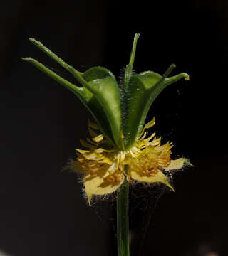 Plancia ëd Nigella ciliaris DC.